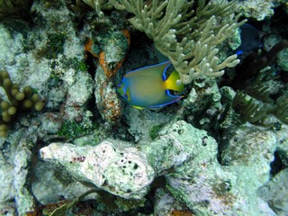 Fototapeta na wymiar peixe azul