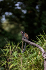 Uistiti dalla faccia bianca