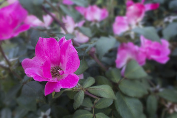 pink flowers roses in a garden