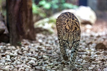 ocelot