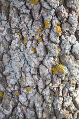 oak tree and ants