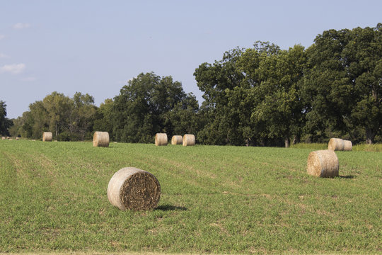 Round bales of hay landscape