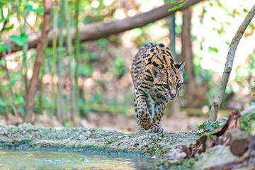 ocelot cammina vicino un laghetto. ocelot  © saad