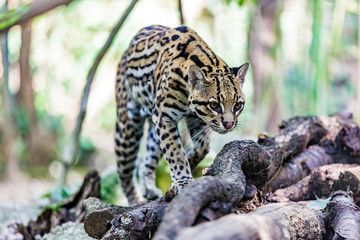 ocelot © saad