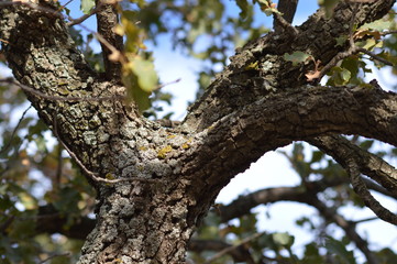 oak tree and ants