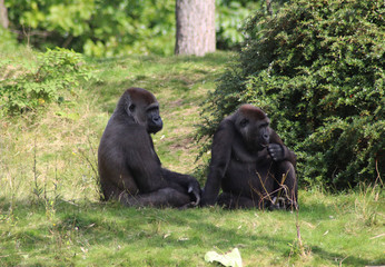 western lowland gorilla (Gorilla gorilla gorilla)