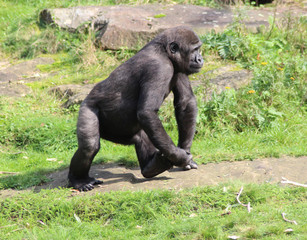 Naklejka premium western lowland gorilla (Gorilla gorilla gorilla)