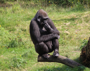 western lowland gorilla (Gorilla gorilla gorilla)