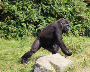 Fototapeta na wymiar western lowland gorilla (Gorilla gorilla gorilla)