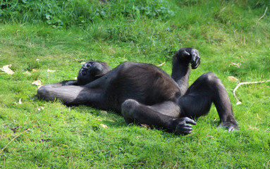 western lowland gorilla (Gorilla gorilla gorilla)