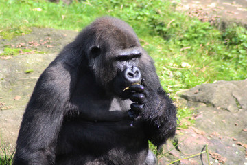 western lowland gorilla (Gorilla gorilla gorilla)