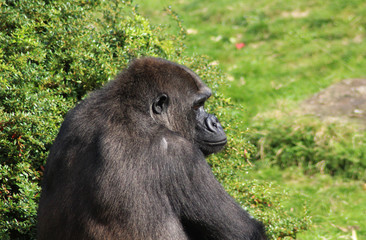 western lowland gorilla (Gorilla gorilla gorilla)