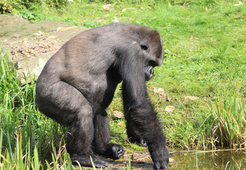 western lowland gorilla (Gorilla gorilla gorilla)