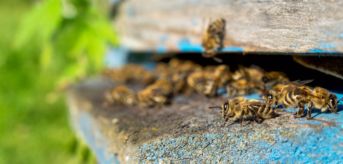 Life of worker bees. The bees bring honey.