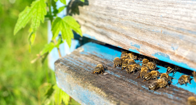 Life of worker bees. The bees bring honey.