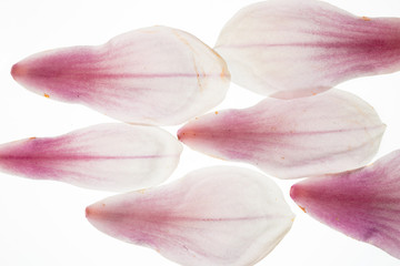 Fototapeta na wymiar Magnolienblüten