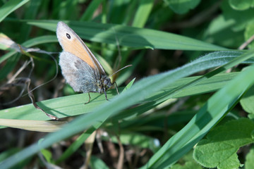 Naklejka premium Bräunling