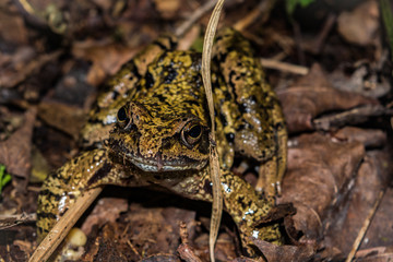 Laubfrosch