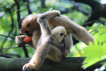 northern white-cheeked gibbon (Nomascus leucogenys)