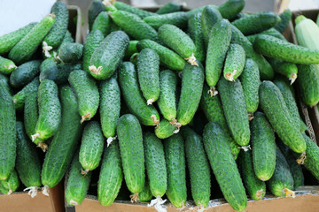 Box with cucumbers on market, closeup