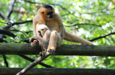 northern white-cheeked gibbon (Nomascus leucogenys)