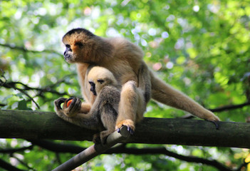 northern white-cheeked gibbon (Nomascus leucogenys)