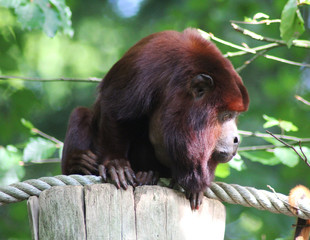 Venezuelan red howler (Alouatta seniculus)