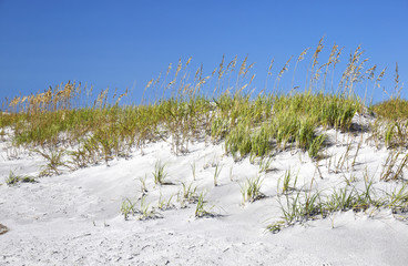 Sand dunes and sea oats at Topsail Island, a barrier island located along the coast of North Carolina