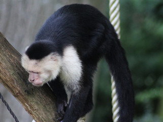 white-headed capuchin (Cebus capucinus)