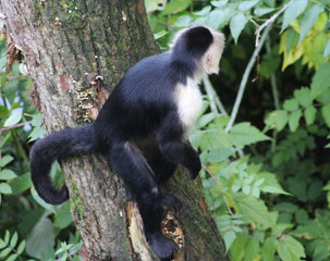 white-headed capuchin (Cebus capucinus)