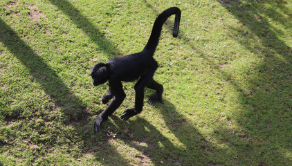 black headed spider monkey