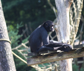 black headed spider monkey