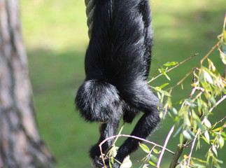 black headed spider monkey