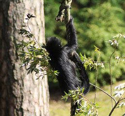 black headed spider monkey