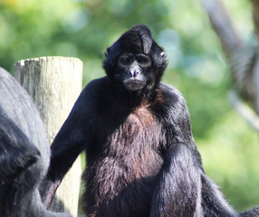 black headed spider monkey