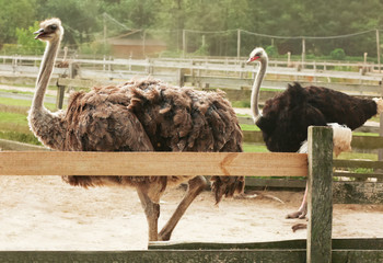 Grown ostriches in paddock on farm