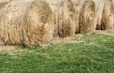 Several large round hay bales on grass.