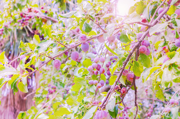 Ripe plums on green tree in bright sunlight