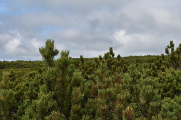Green Bushes on Cloudy Day