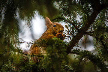 Red Squirrel - 173316411