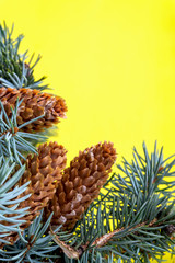 Branches of a blue fir tree with cones on a yellow background.