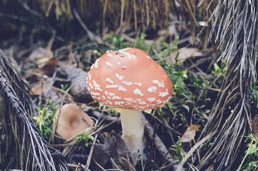 Poisoned mushroom in close-up