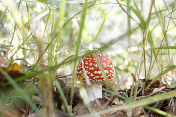 wild amanita muscaria, red with white spots mushroom growing in