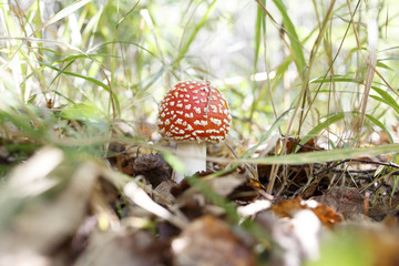 wild amanita muscaria, red with white spots mushroom growing in