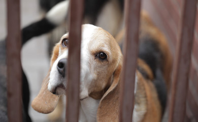 porzucony pies - beagle w schronisku - obrazy, fototapety, plakaty