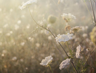 Wild meadow grass under morning sunlight. Summer field background. Sunny seasonal backdrop for design