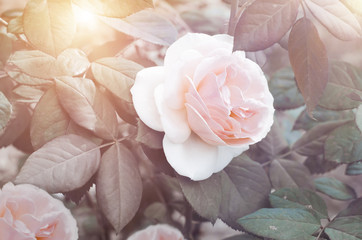 Pink gentle rose on bush