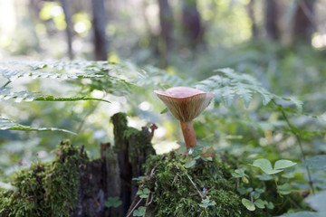mushroom chanterelle in the forest