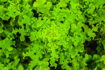 Fresh lettuce plant with curly leaves close-up growing in the organic farm. Organic healthy juicy vegetables top view. Abstract lettuce salad background or texture