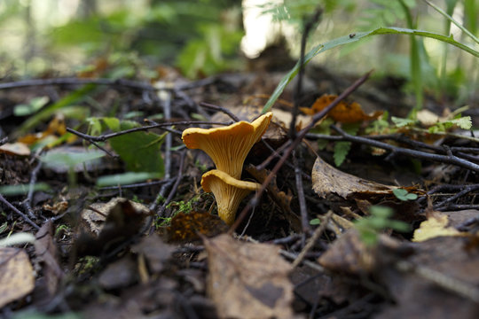 mushroom chanterelle in the forest